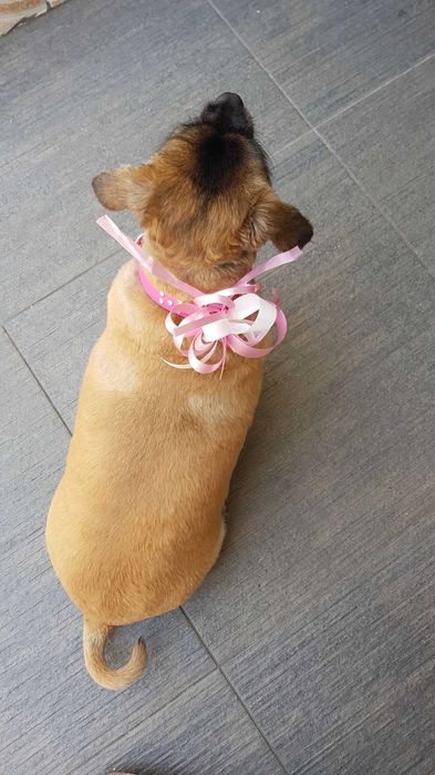 Tosquia para cães e gatos