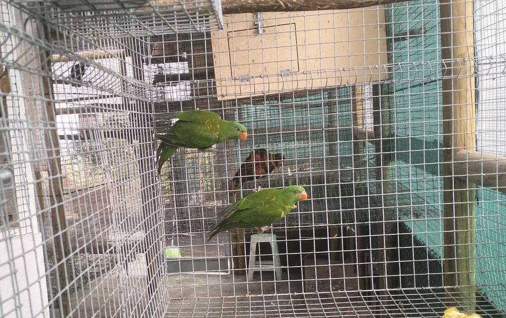 Vários Loris disponíveis