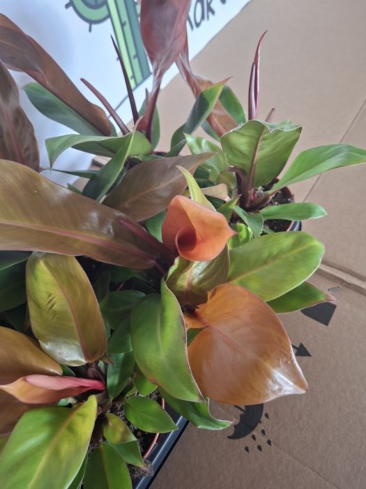 Philodendron ‘Prince of Orange’ Filodendron, WYSYŁKA