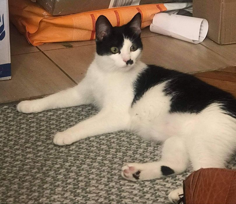 PILNE! Szukamy DOMU dla Conchity!