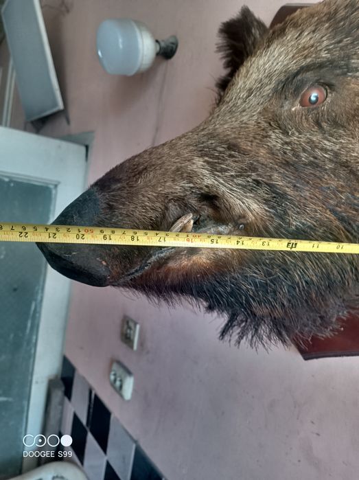 Продам чучело кабана