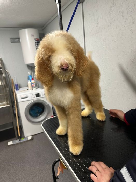 Королевский китайский гигант пудель/лабродудль