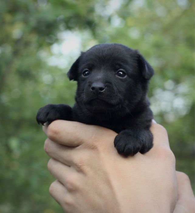 Щеночки в хорошие руки