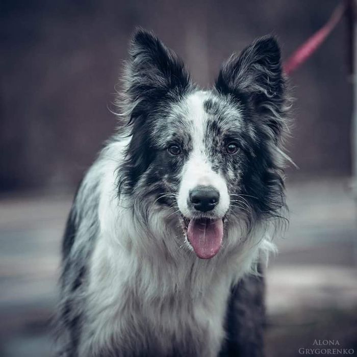 Бордер колли - питомник, щенки