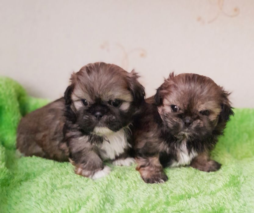Цуценнята шитцу хлопчик та дівчатка