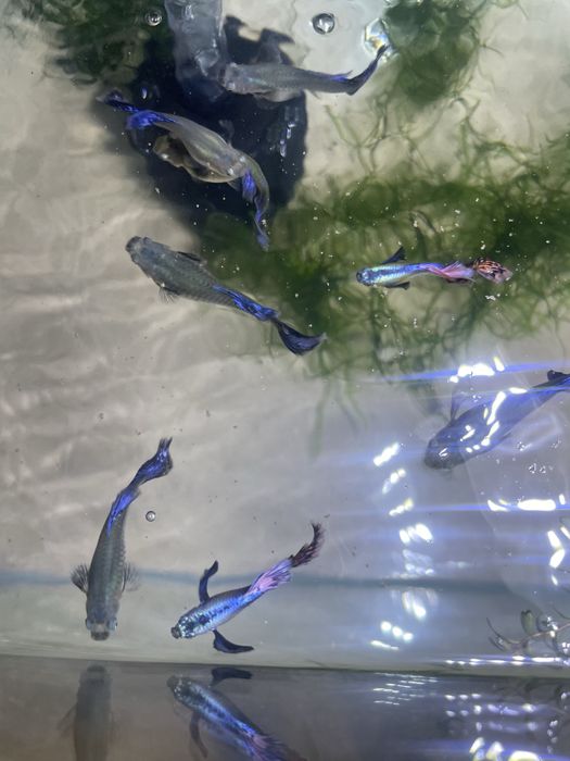Guppy red musaico dumbo platinum big dorsal  (casal ou trio)
