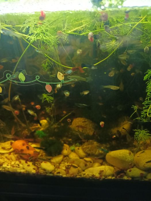Guppys de várias cores.