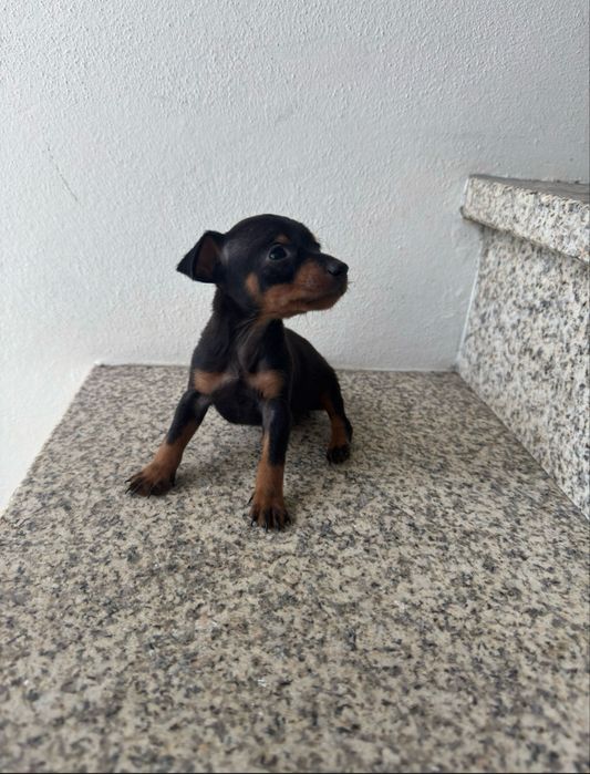 Pinscher anão  .