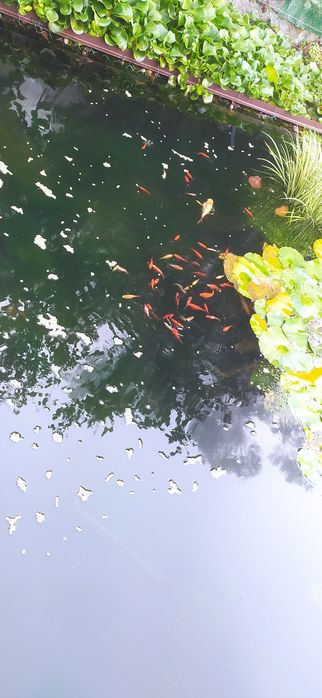 Peixes de água fria