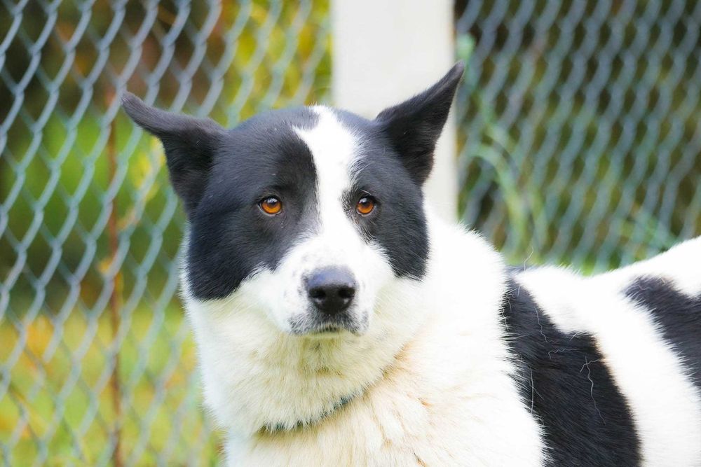 Szon - śliczny czarno-biały pies