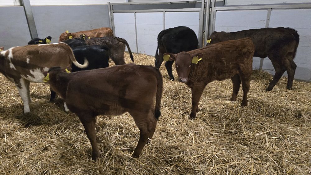 10 jalowek MM Polskie odpojone