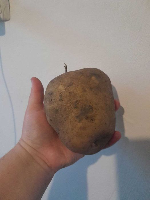 Велика картопля - біла і сорт Роко