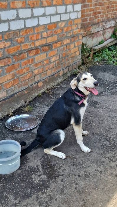 Прекрасный крупный щенок  7 мес ищет дом!