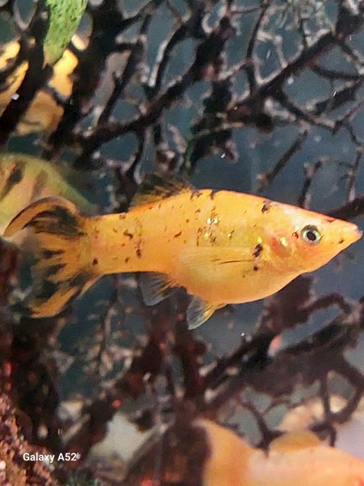 Rybki do akwarium - Molinezja Pomarańczowa z prywatnego  
 akwarium