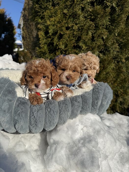 Цуцики міні мальтипу