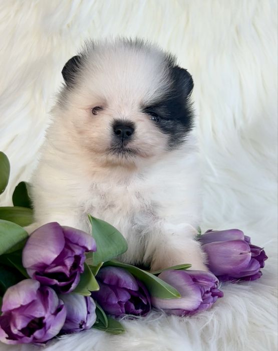 ***Szpic Miniaturowy,pomeranian***cudowna Ravena