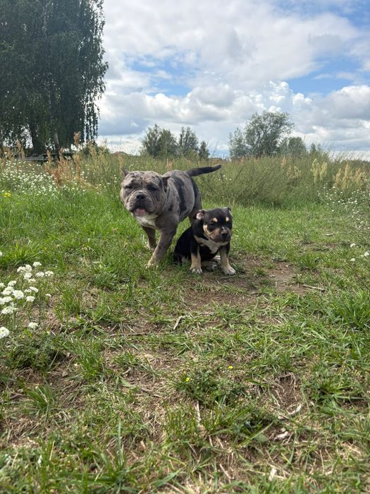 American bully pocket