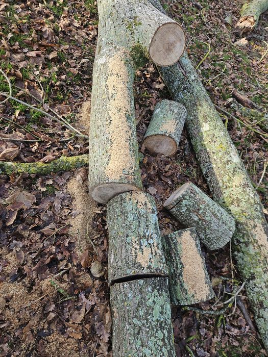 Fazemos ao preço que o cliente oferecer poda e serviços de jardinagem