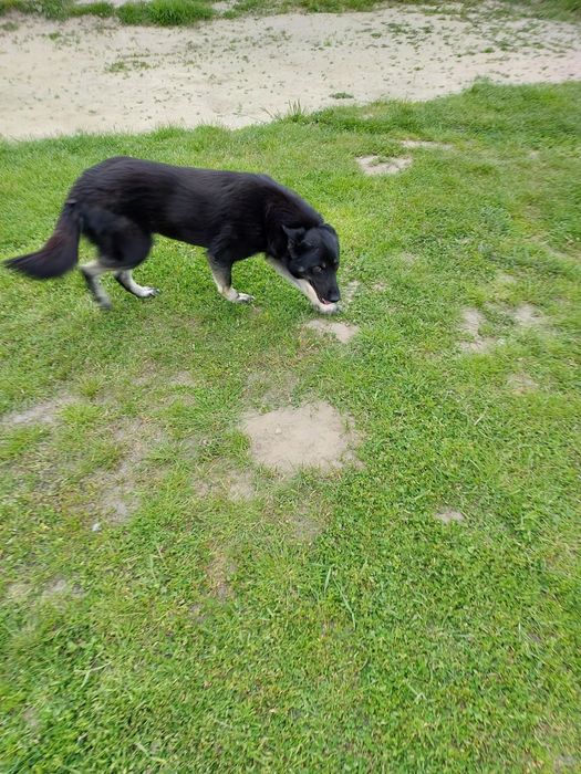 Віддам стерилізовану і вакциновану сторожеву собаку в добрі руки