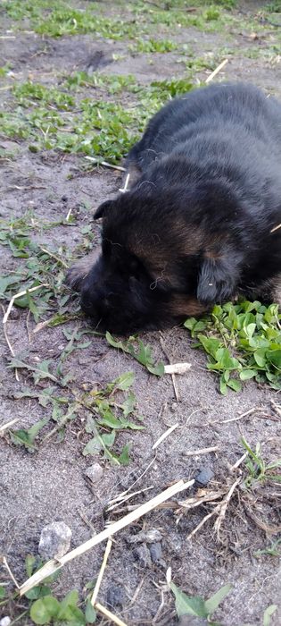 Німецька вівчарка