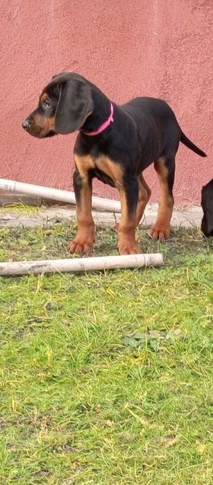 Gończy Polski szczeniak