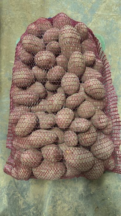 Ziemniak jadalny