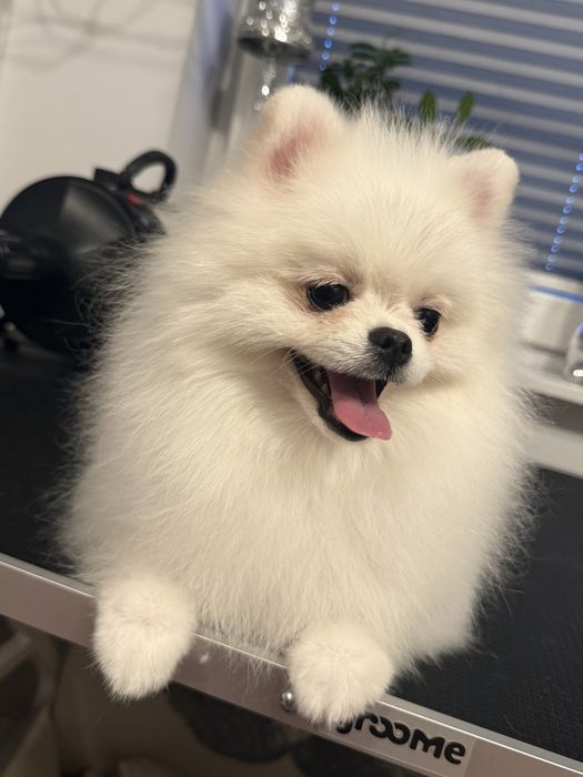 Szpic miniaturowy Pomeranian