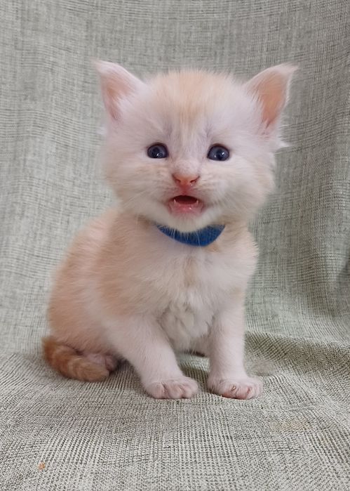 Maine Coon kocurek ds  fpl