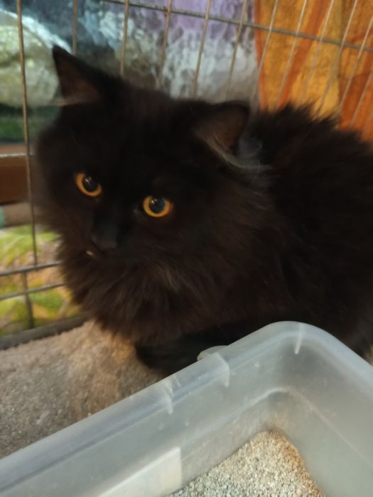 Długowlosy młody kocurek szuka domu niewychodzacego