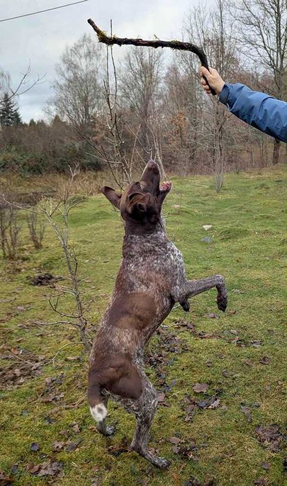 Wyżeł szuka dobrego domu.