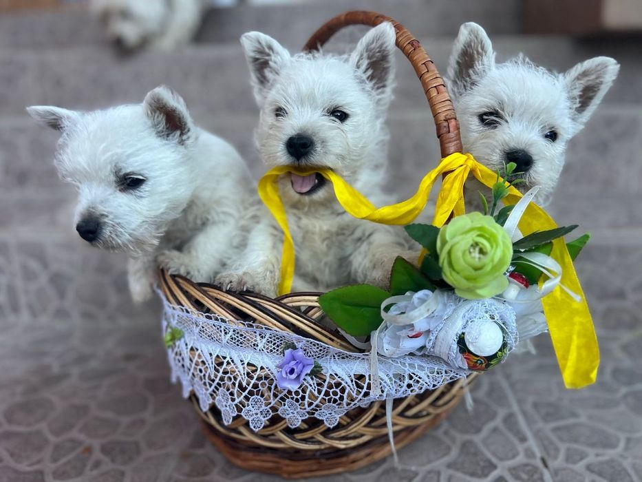 Вест хайленд вайт терьер