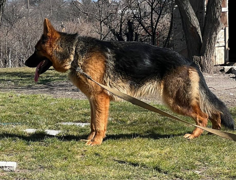 Німецька вівчарка