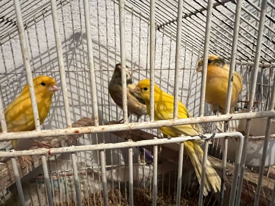 Canaries for sale
