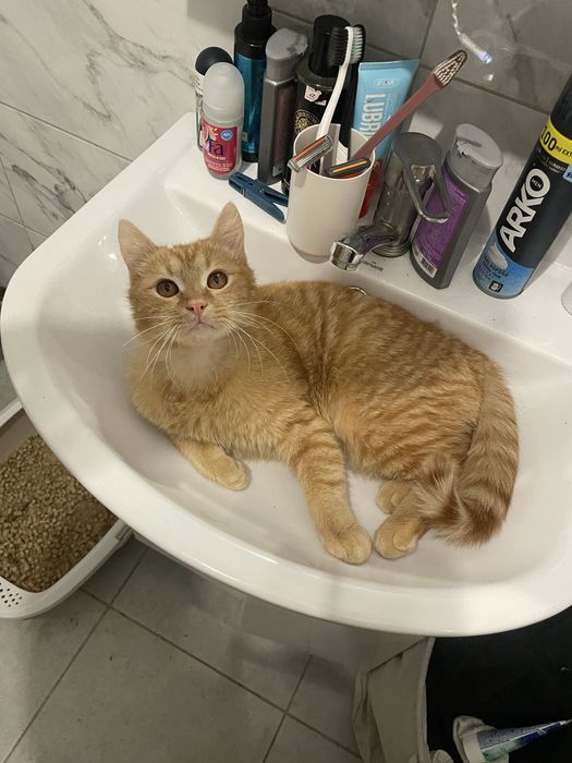 отдам кота в хорошие ручки