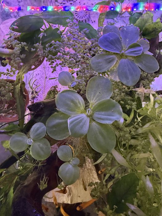 Planta grande superficie de aquario