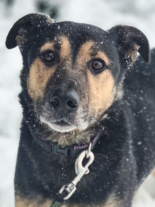 Łagodny, przyjazny piesek szuka domu / do adopcji