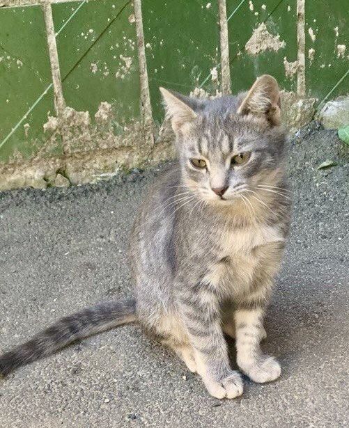Котенок/котята ждут свою семью/ кошеня/кошенята чекають свою родину