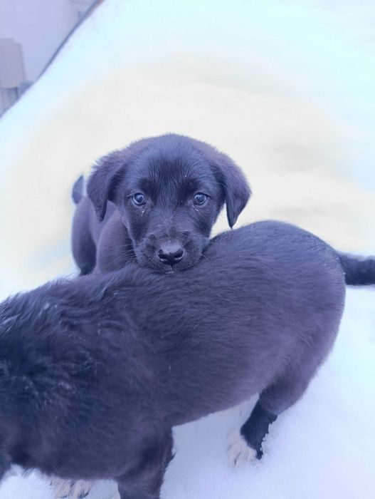 Собачки в добрі руки