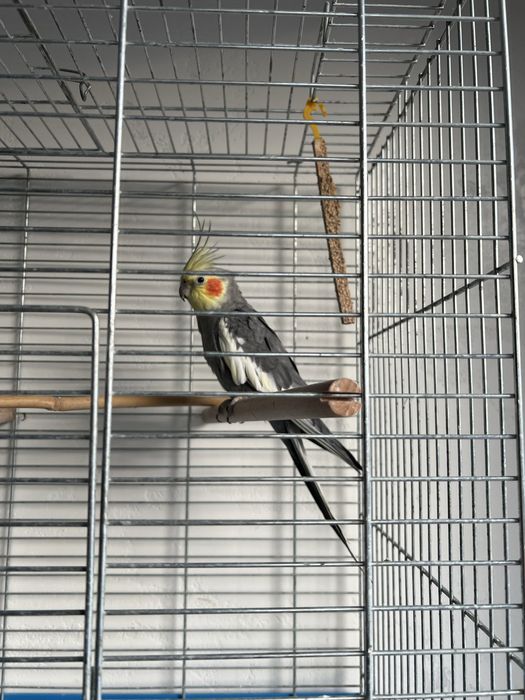 Papugi Nimfy Samce Młode