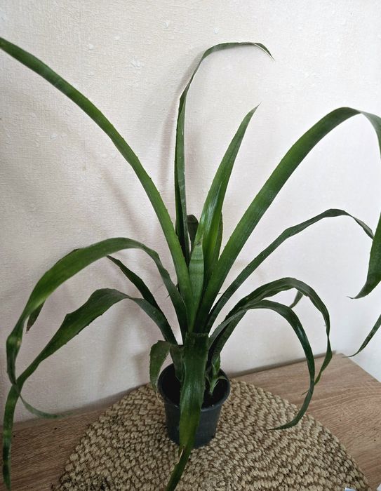 Кімнатні рослини