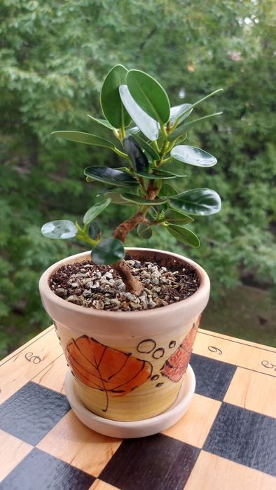 Фикус Панда (Ficus Panda)
