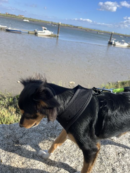 Passeio com caes - Dog walker a partir das 18H