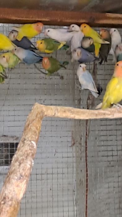 Nierozłączki czerwonoczelne  2025 rok