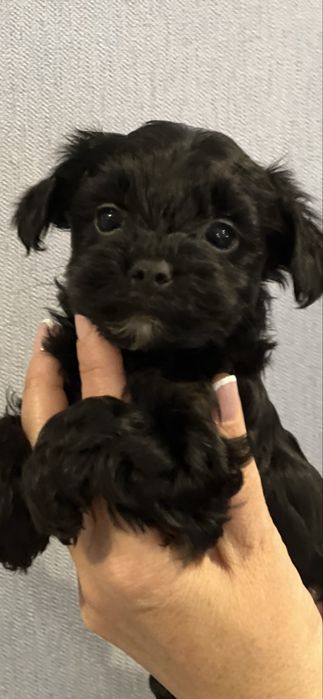 Йоркширский терьер