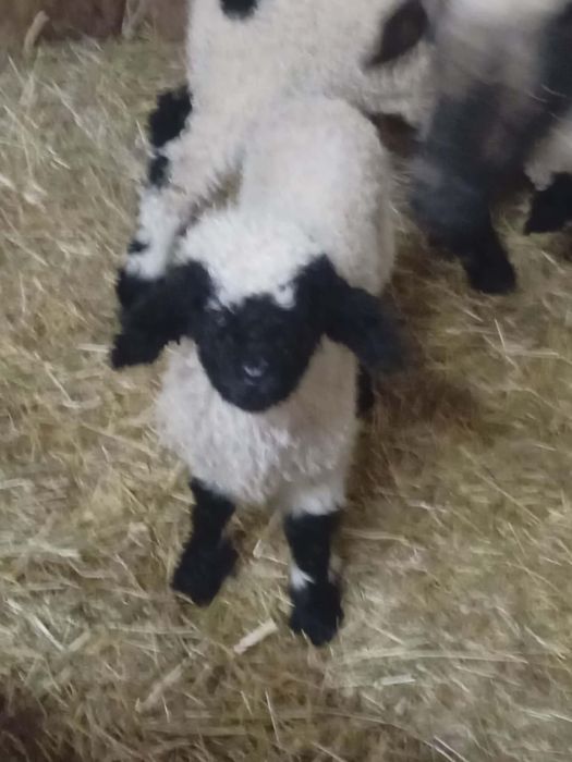 Walizerska Czarnonosa ( owca z parką jagniąt)