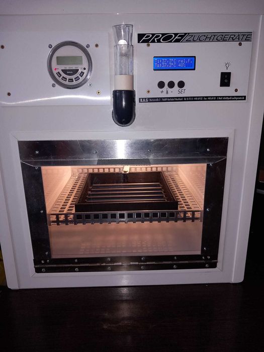 Chocadeira para aves