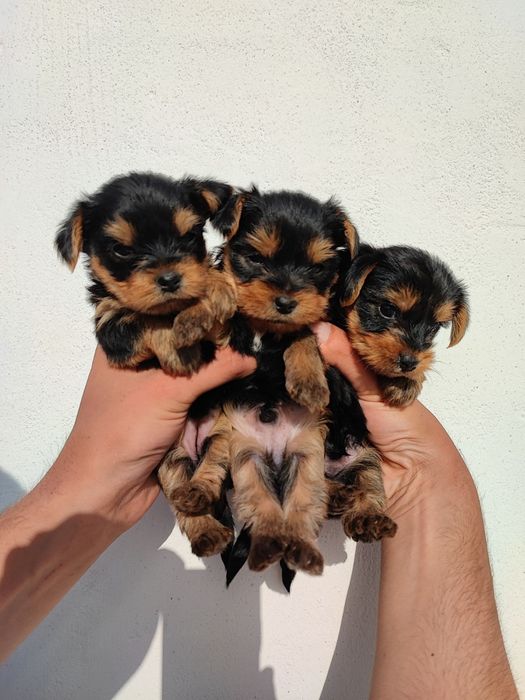 Цуценята йорка. Йоркширський тер'єр