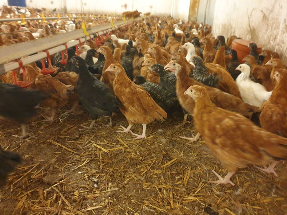 Kurki kokoszki nioski Rosa kolorowa na wybieg odchowana