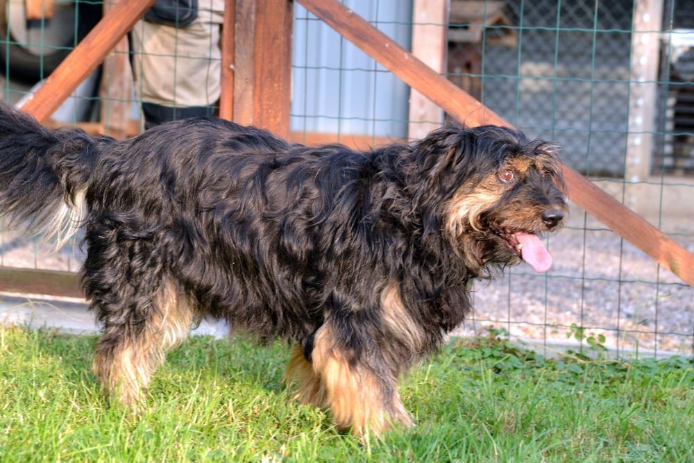 Pies samiec do adopcji