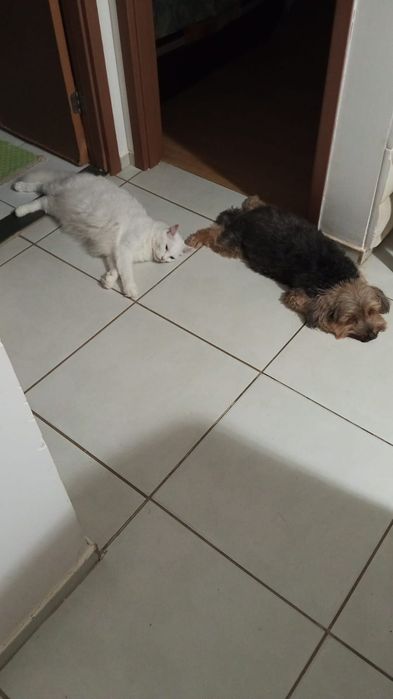 Cuidadora de gatos e cachorros (Cat and Dog)